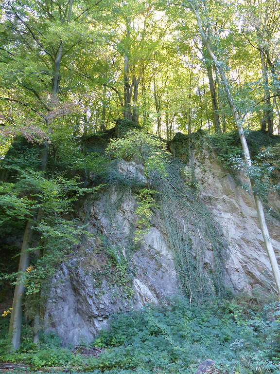 Blick auf die Abbruchwand des Steinbruchs Kohlenbusch im Naturschutzgebiet "Die Schlade" (2018)