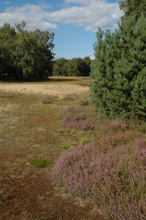 Trockenheide im Naturschutzgebiet Kaninchenberge