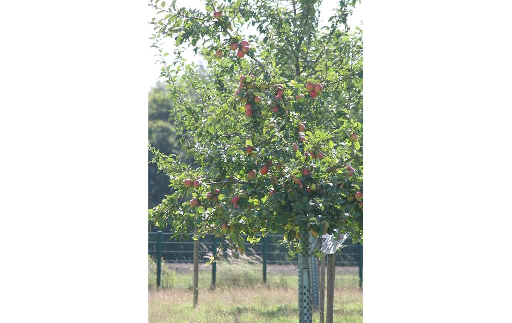 Nahaufnahme einer Apfelbaumkrone mit dicken roten Äpfeln auf der Streuobstwiese des Max-Planck-Instituts für Züchtungsforschung (2014).