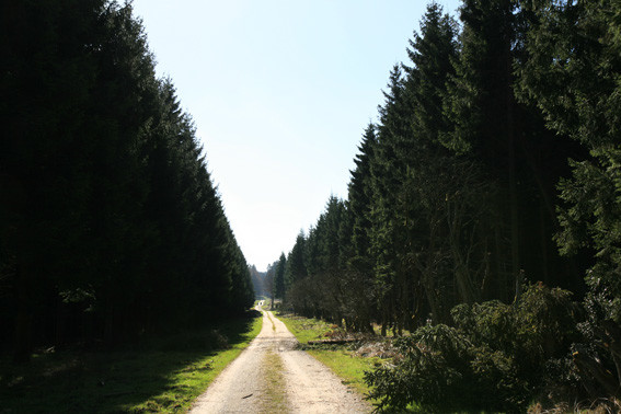 Das Bild zeigt einen Forstweg im Hohen Venn nordwestlich von Monschau (2010)