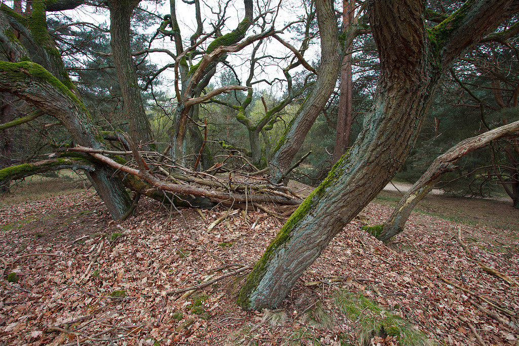 Bodensaurer Eichenwald im Naturschutzgebiet Kaninchenberge