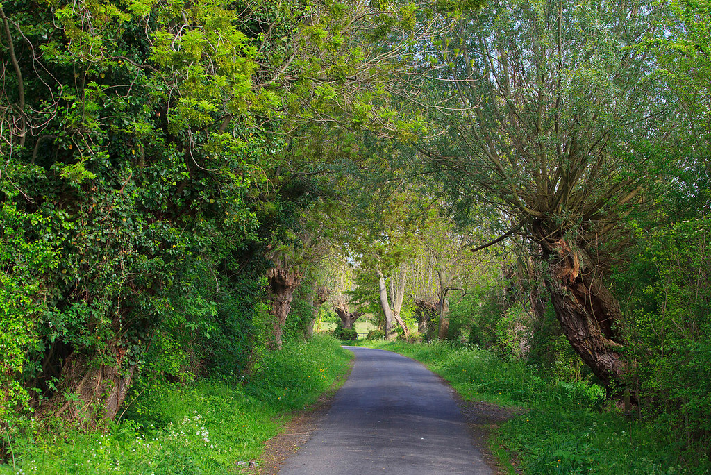 Eine Straße in der Momm-Niederung, die links und rechts von Kopfbäumen und Gebüsch gesäumt ist (2010).