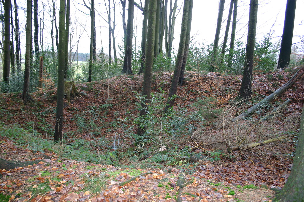 Die Steinentnahmestellen werden schon lange nicht mehr genutzt - mittlerweile haben sich die Nadelbäume diese Bereiche wieder zurückerobert (2008).
