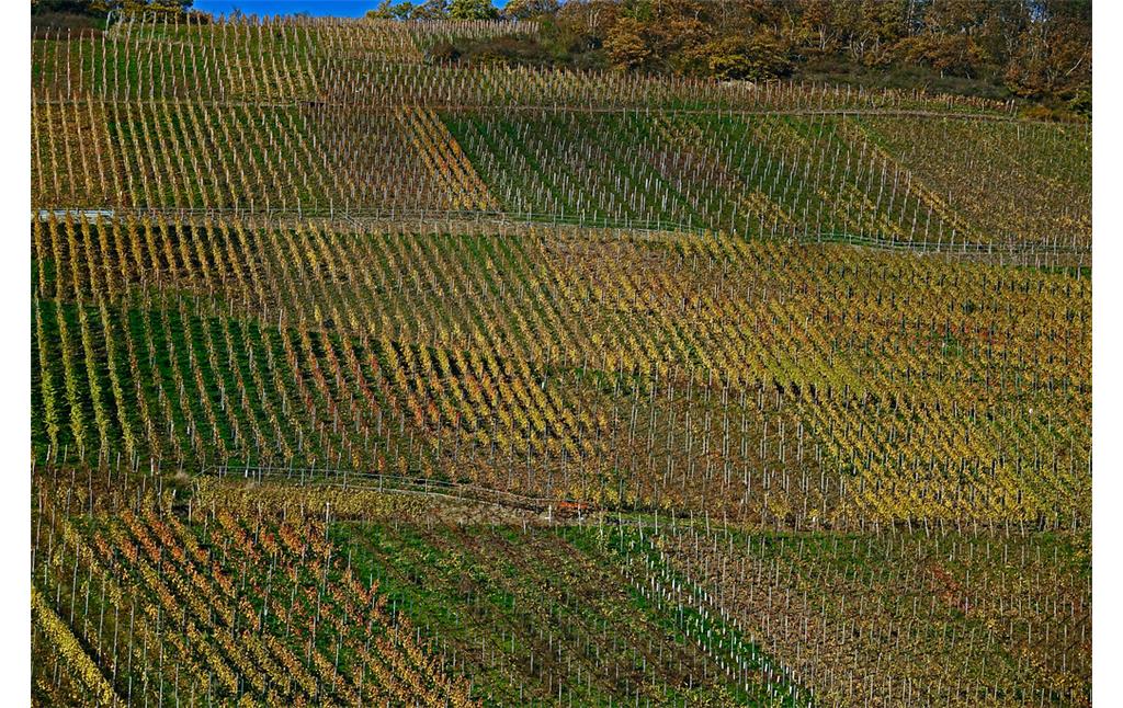 Flurbereinigte Weinbergslage im Ahrtal zwischen Dernau und Marienthal (2022)