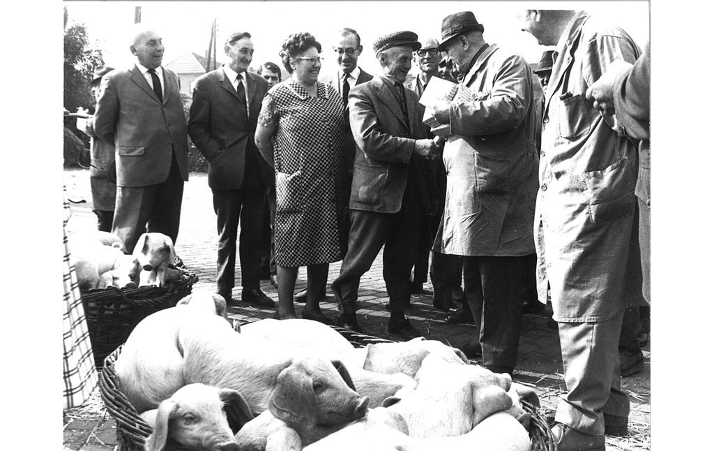 Schweinemarkt in Sonsbeck (1950er)