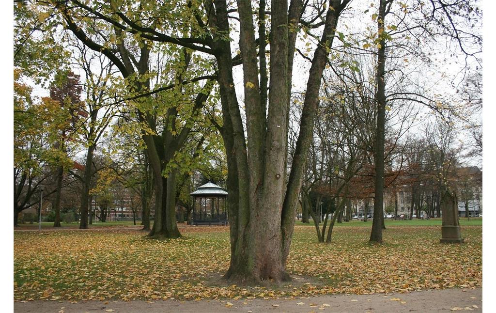 Alte Bäume im Stadtgarten Krefeld (2015).