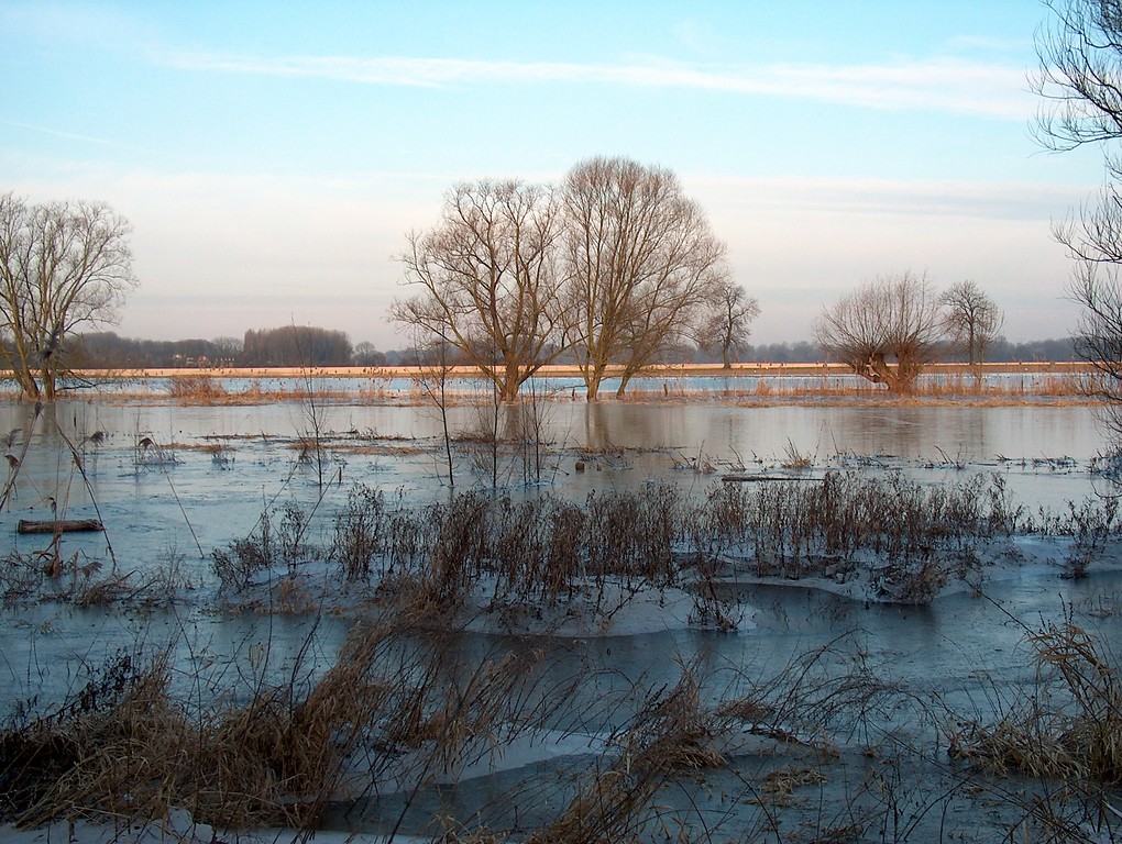 Rheinaue bei Hochwasser im Winter