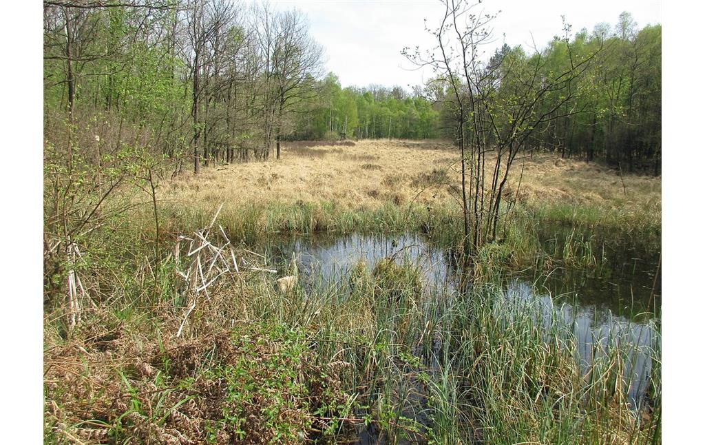 Teichlandschaft Lohmarer Wald zwischen Lohmar und Siegburg: Das Areal nordwestlich des altes Fortshauses Rothenbacher Hof (2017).