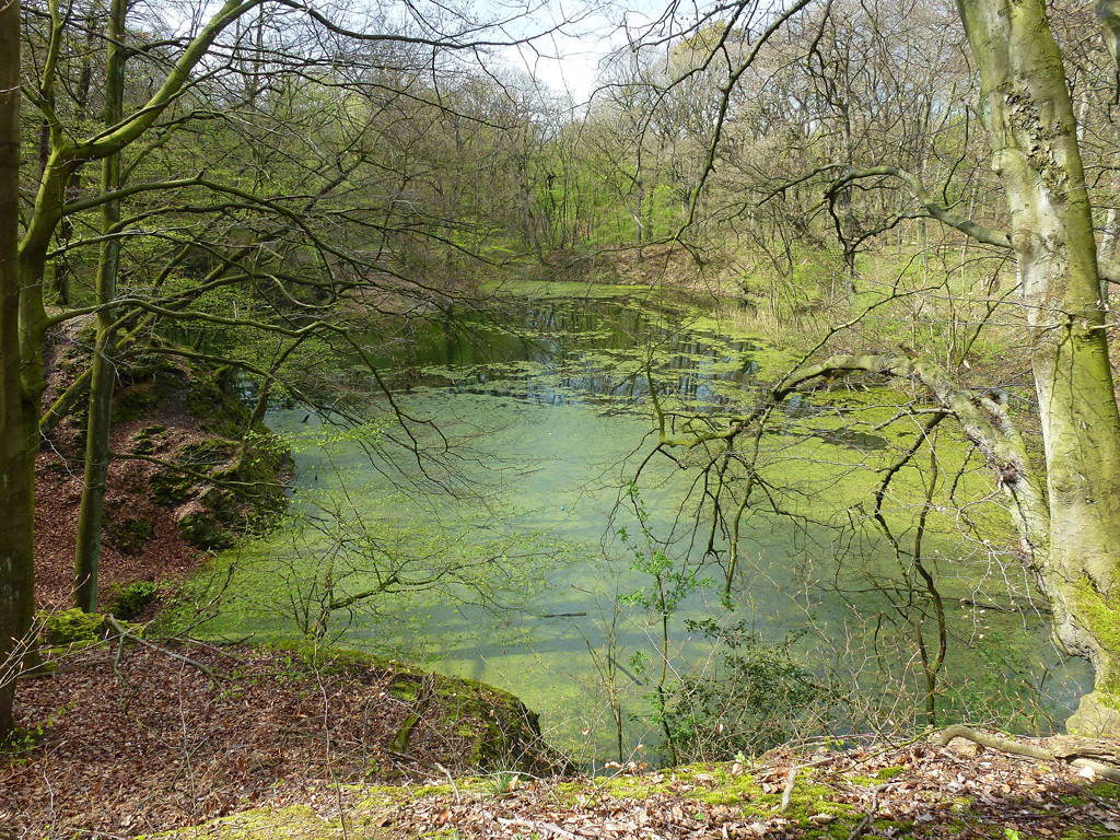 Der Teich im alten Steinbruch im Duisburger Stadtwald (2012).