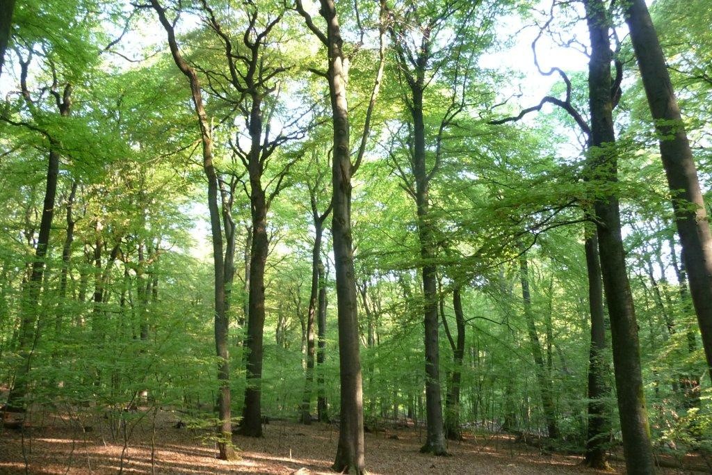 Das Bild zeigt einen Blick in die Naturwaldzelle Geldenberg (2010); zu sehen ist ein strukturreicher Bestand.
