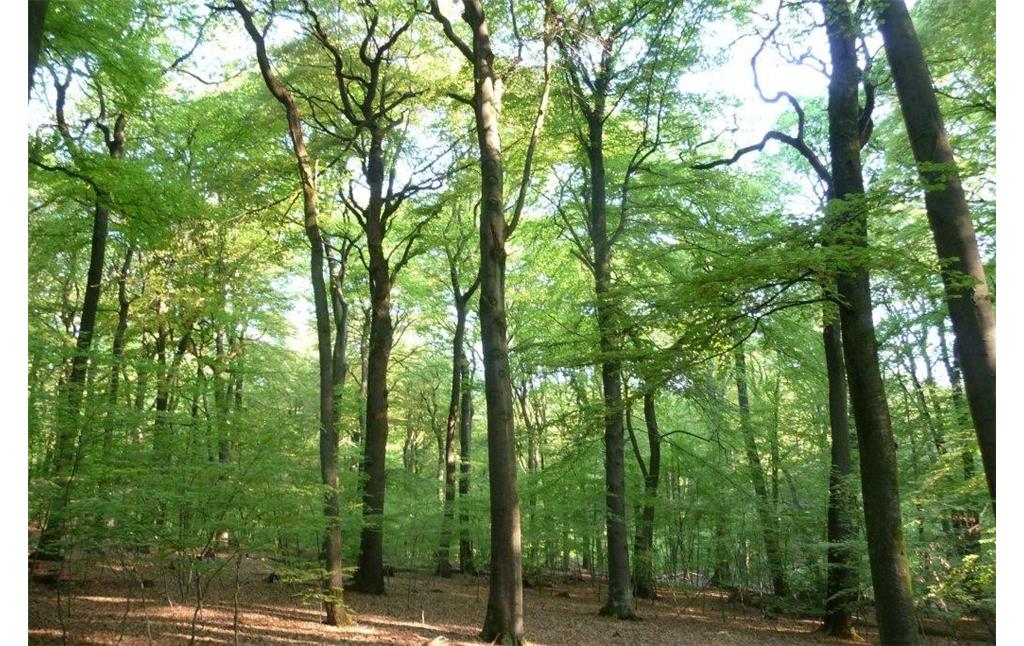Das Bild zeigt einen Blick in die Naturwaldzelle Geldenberg (2010); zu sehen ist ein strukturreicher Bestand.