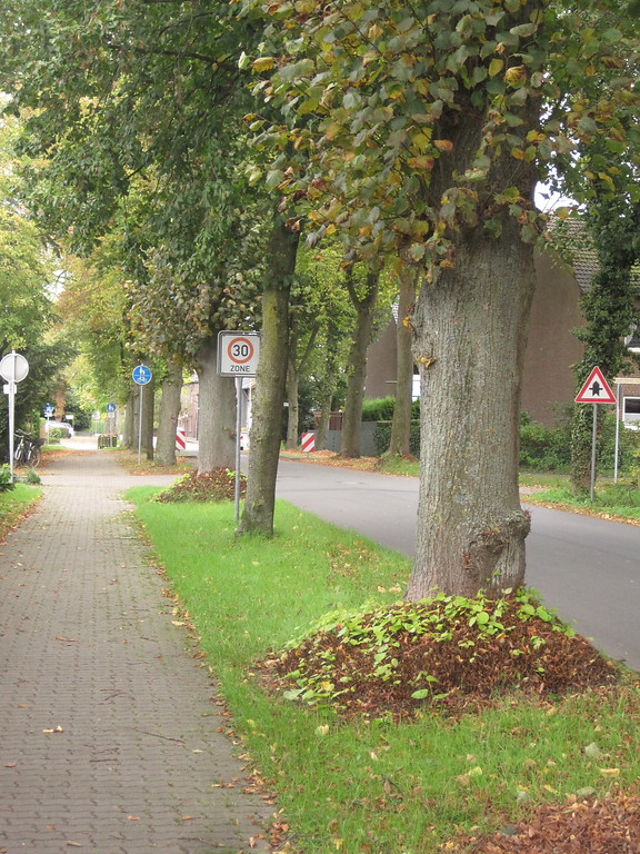 Die Lindenallee am Ortseingang "Blumenkamper Straße" in Hamminkeln (2014).