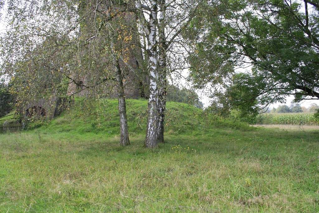 Mit Gras bewachsenes Grundstück, auf dem sich der Mühlturm hinter einer Gruppe Birken erhebt (2014).