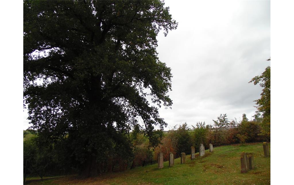 Eine mächtige Eiche überragt eine Grabsteinreihe auf dem jüdischen Friedhof Großvernich (2020).