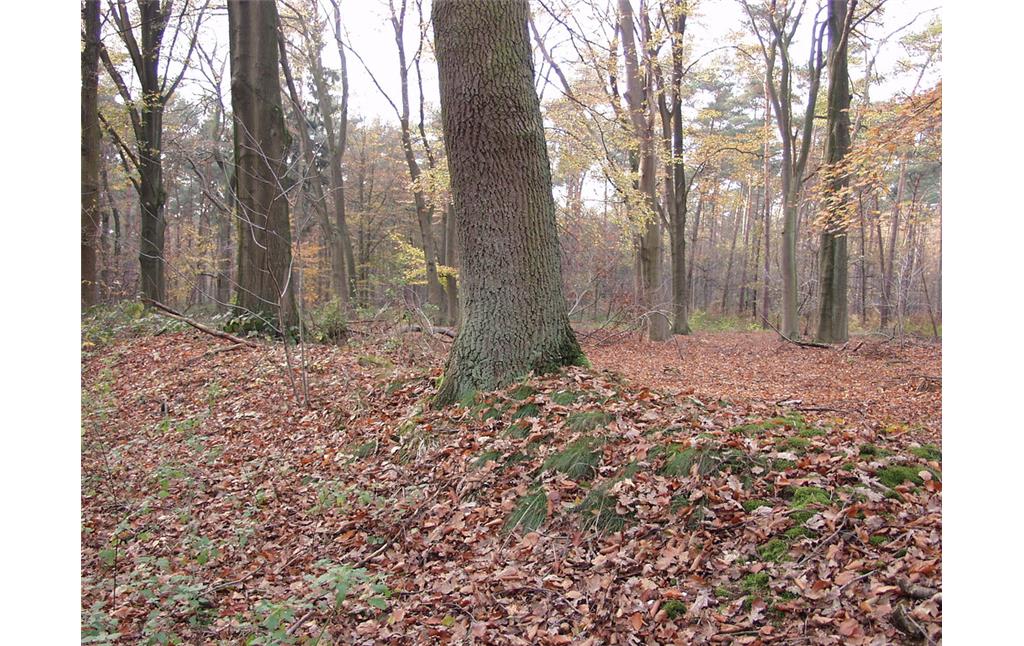 Ein mit Bäumen bestandener Erdwall im Wald bei Geldern-Walbeck (2002)