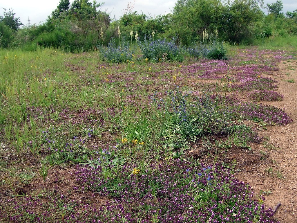 Ruderalvegetation im Naturschutzgebiet Dellbrücker Heide (2013)