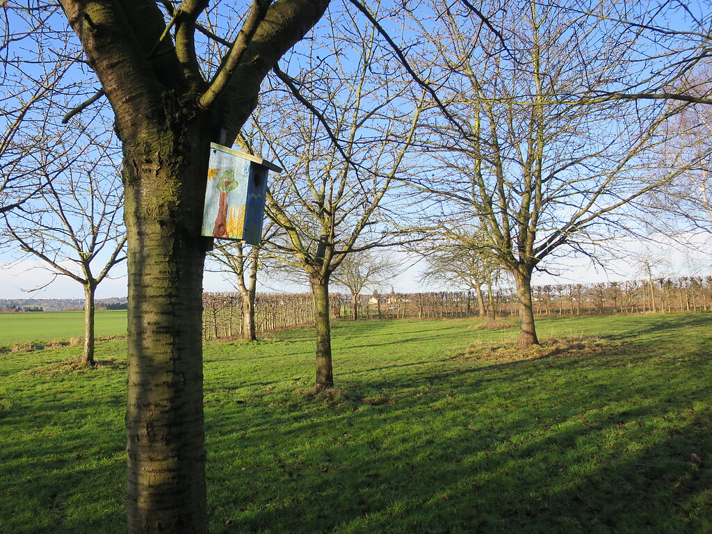 Obstwiese bei Bornheim-Sechtem (2018). Im Vordergrund ist ein Vogel-Nistkasten an einem Kirschbaum aufgehängt.