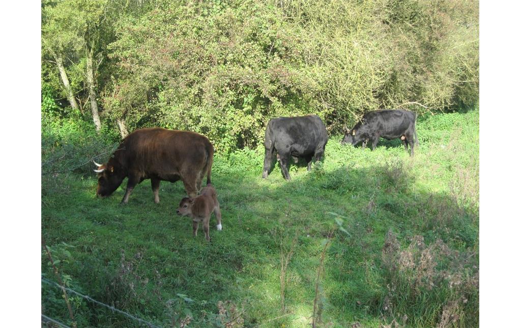 Ein Teil der Heckrinder-Herde im Naturschutzgebiet "Weseler Aue" im Herbst 2011. Neben zwei schwarzen und einem braunen Heckrind ist auch ein Kalb zu sehen. Das braune Kalb hat eine weiße Hinterpfote und war bei dieser Aufnahme erst wenige Wochen alt.
