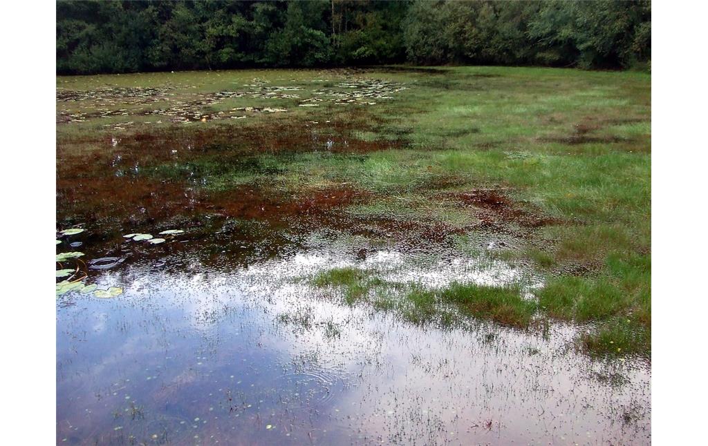 Sumpfbinsenflur in einem verlandenden Teich im Lohmarer Wald (2013)