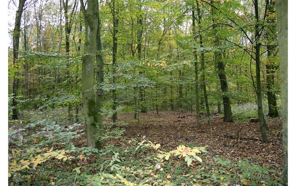 Hochwaldbestände im Wohnungwald in Voerde (2014).