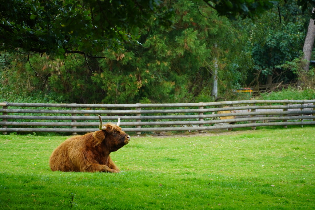 Ein schottisches Hochlandrind entspannt sich im Lindenthaler Tierpark (2021).