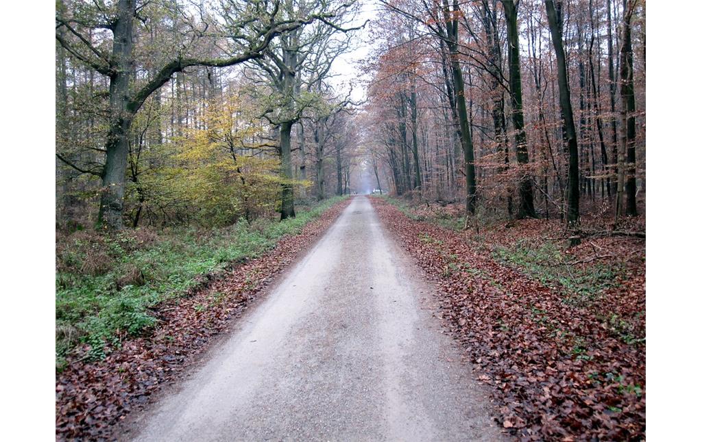 Waldweg im Reichswald bei Goch (2011)
