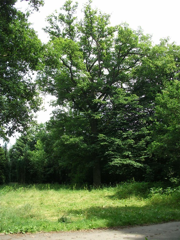 Die südöstliche der beiden schutzwürdigen Stieleichen ('Quercus robur') in einem Baumbestand an der Elmoresstraße in Windeck-Schladern (2013)