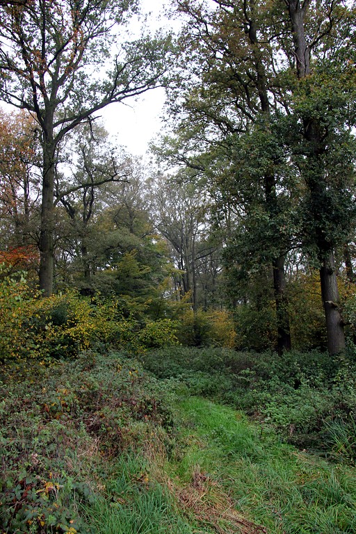 Ein stufig aufgebauter Waldstreifen nördlich des Betterayshofs in Uedemerbruch (2012).