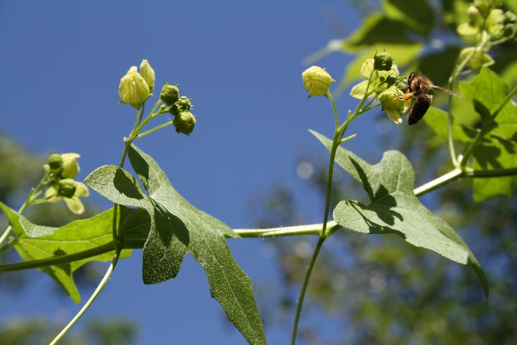 Die blass grünen Blüten der Zaunrübe, an der eine Biene Nektar sammelt. Aufnahme im Naturschutzgebiet "Weseler Aue" (2012).
