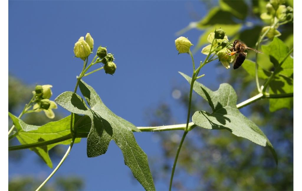 Die blass grünen Blüten der Zaunrübe, an der eine Biene Nektar sammelt. Aufnahme im Naturschutzgebiet "Weseler Aue" (2012).