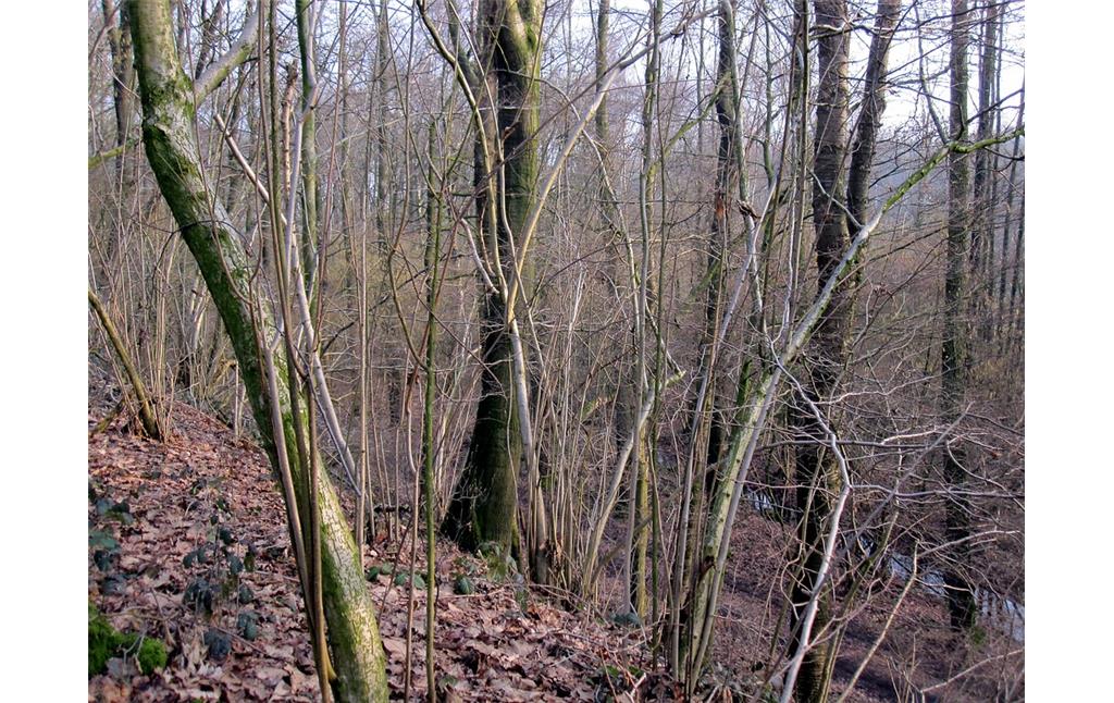 Wald auf der Südseite des Bahndamms der Boxteler Bahn in Uedemerbruch (2011)