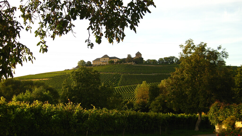 Weinlage Schloss Johannisberg aus südöstlicher Richtung fotografiert (2010).