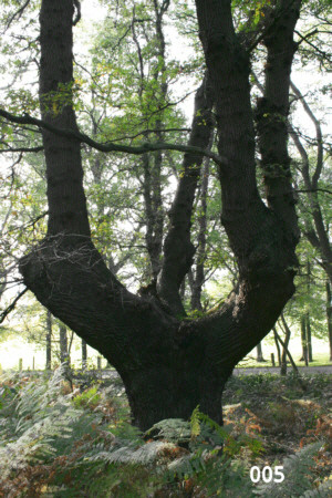 Beispiel der Wuchsformen von Kopfeichen am südlichen Rand des Waldgebietes der Leucht bei Issum (2012)