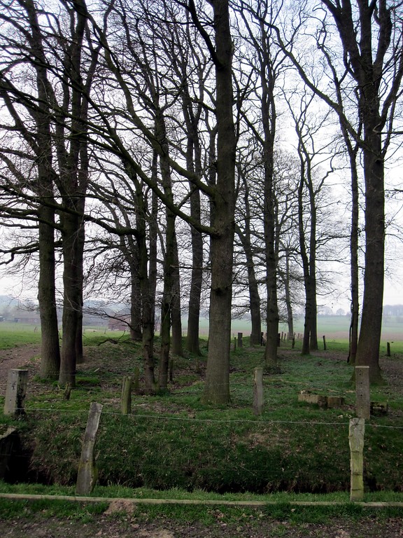 Baumgruppe im westlichen Teil des Uedemerbruchs (2011)