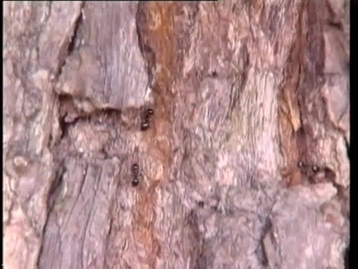 Die Glänzend Schwarze Holzameise ist ein typischer Besiedler von Baumhöhlen, auch der Kopfweiden (MP4-Video-Datei, 13 MB)