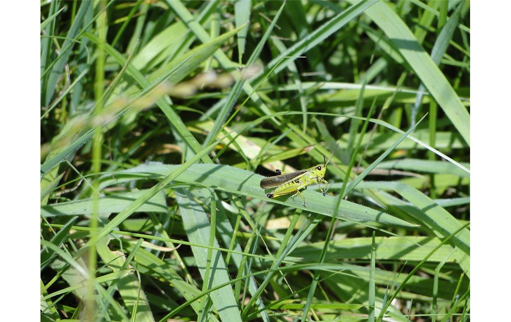 Sumpfschrecke im Gras im Uedemerbruch