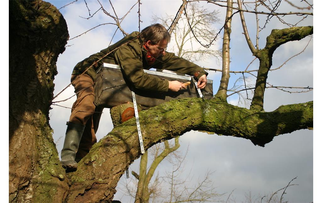 Das Anbringen einer Niströhre für den Steinkauz an einem Obstbaum bei Uedem im Kreis Kleve (2007).