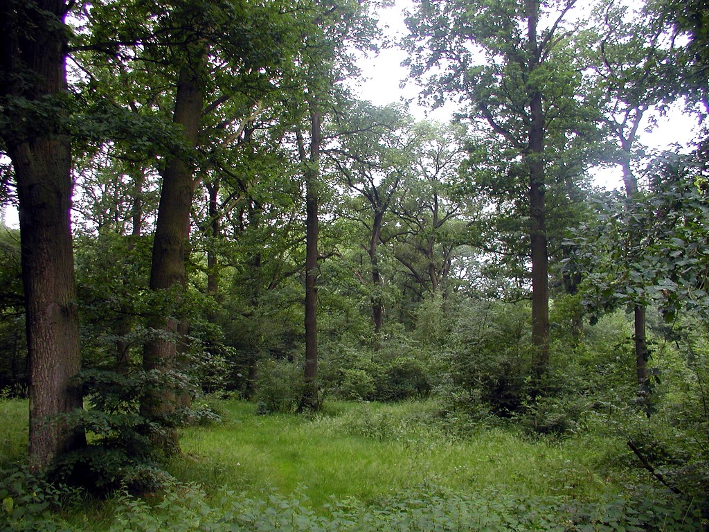 Wald im Bürgerbusch bei Leverkusen-Alkenrath (2006)