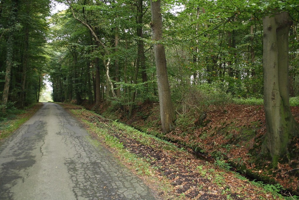Asphaltierter Weg im Wald bei Dingden-Nordbrock, an dessen Rand ein durchflossener Graben und parallel dazu eine ca 1,20 Meter hohe Böschung verlaufen (2014). Die Böschung ist baumbestanden.
