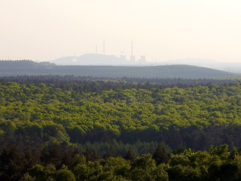 Das Waldgebiet der Hard mit Blick auf das Kraftwerk Scholven bei Gelsenkirchen