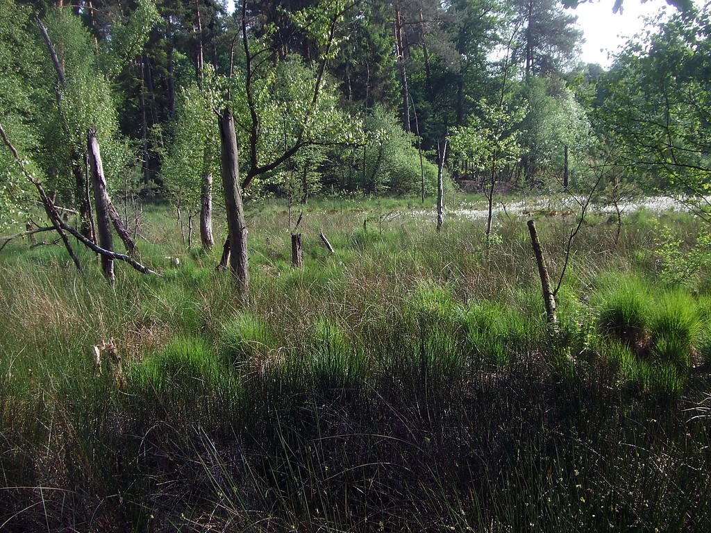 NSG Niedermoor im Widdauer Wald (2015)