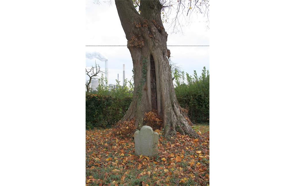 Schürfrinne im Stamm der Gerichtslinde an der Straße Unterer Hilding in Götterswickerhamm (2014). An der Linde steht ein alter Grabstein.