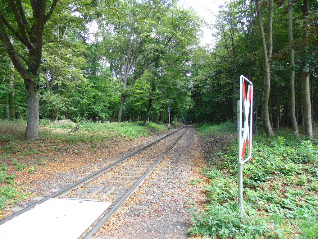 In Richtung Braunsfeld führende Gleise im Köln-Lindenthaler Stadtwald (2020)