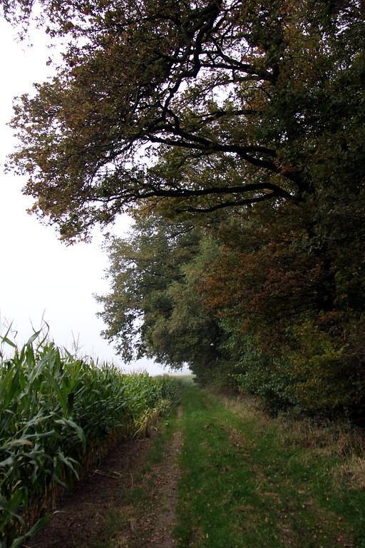 Der südliche Rand einer Laubwaldfläche südlich des Kohlenbrennerhofes in Uedemerbruch (2012).