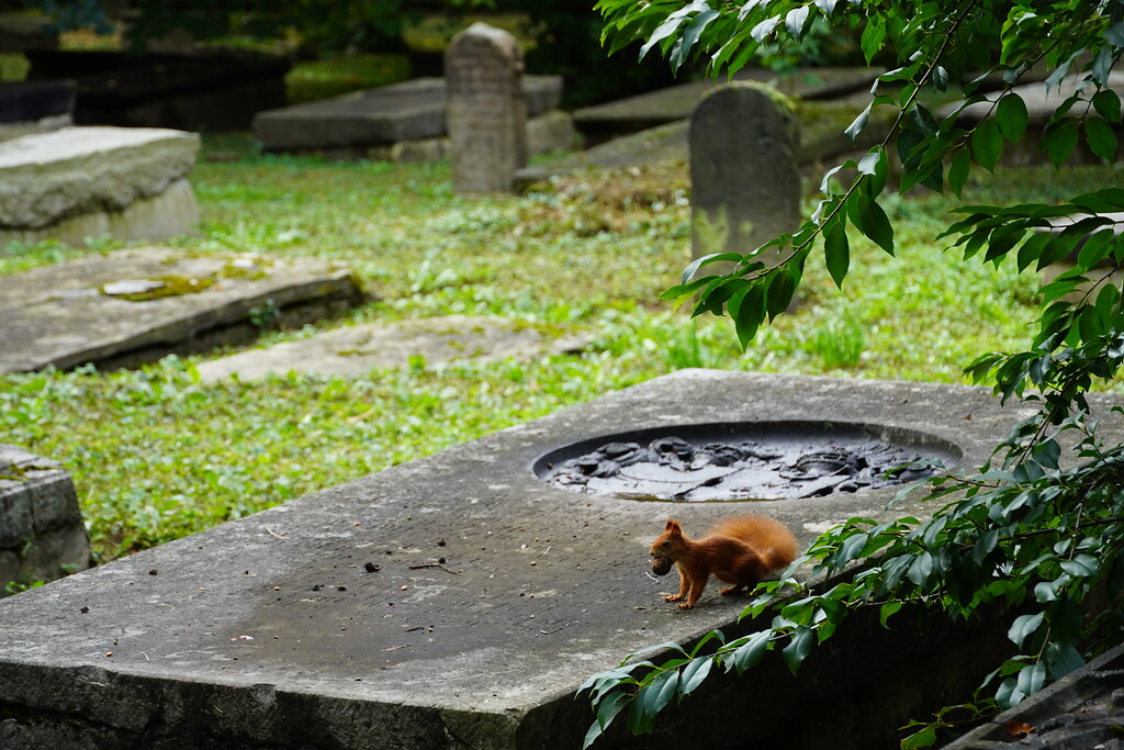 Eichhörnchen fühlen sich auf dem Geusenfriedhof in Köln-Lindenthal auch wohl (2021).