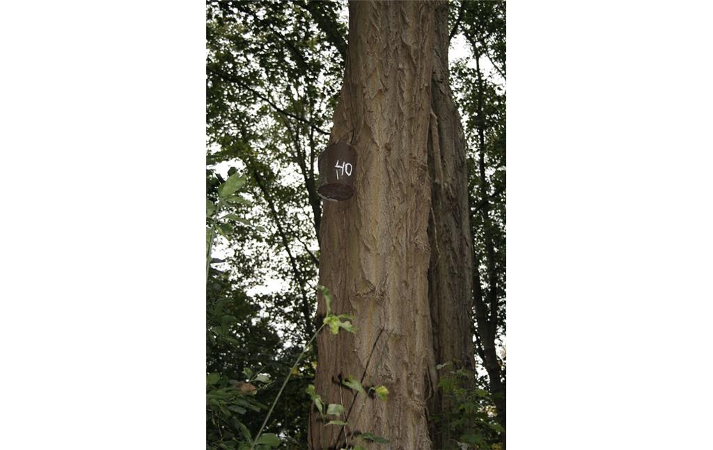 Ein mit der Nummer 40 versehener Nistkasten an einem Baum im Weseler Glacis (2014).