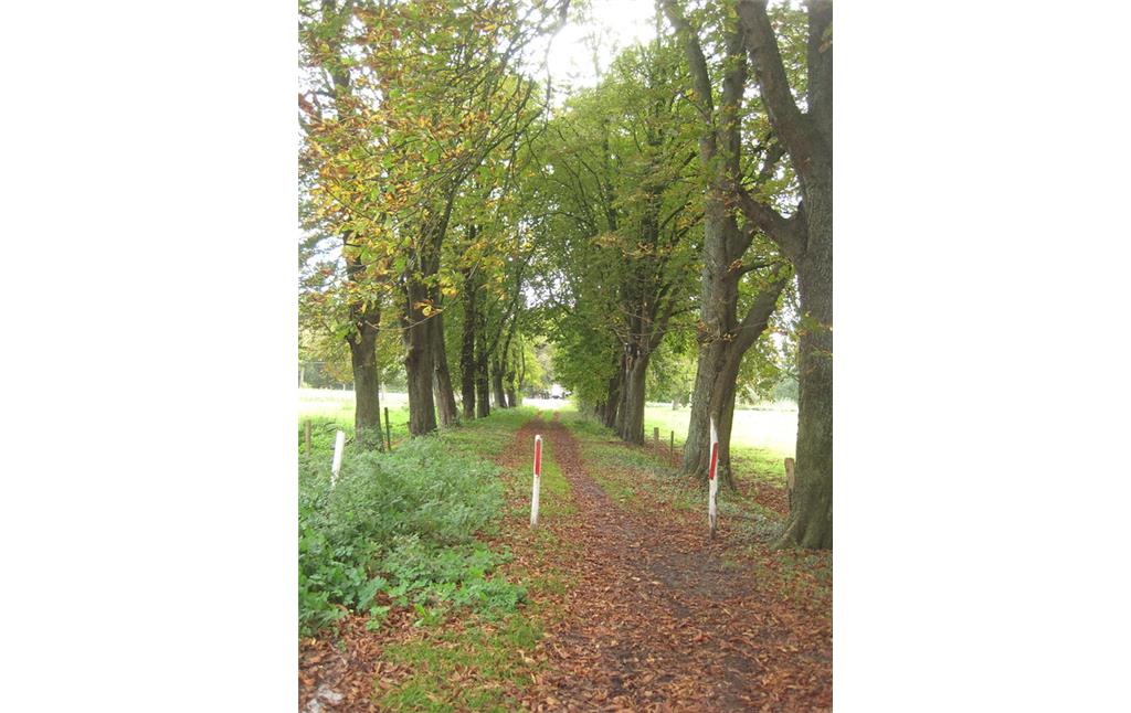 Ein kurzer Abschnitt der alten Allee Allee zum Gut Vogelsang aus Roßkastanien und Linden (2014). Viele Bäume haben schon Blätter verloren und zeigen an, dass der Herbst angefangen hat.