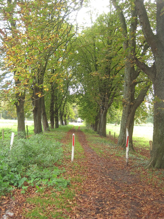 Ein kurzer Abschnitt der alten Allee Allee zum Gut Vogelsang aus Roßkastanien und Linden (2014). Viele Bäume haben schon Blätter verloren und zeigen an, dass der Herbst angefangen hat.