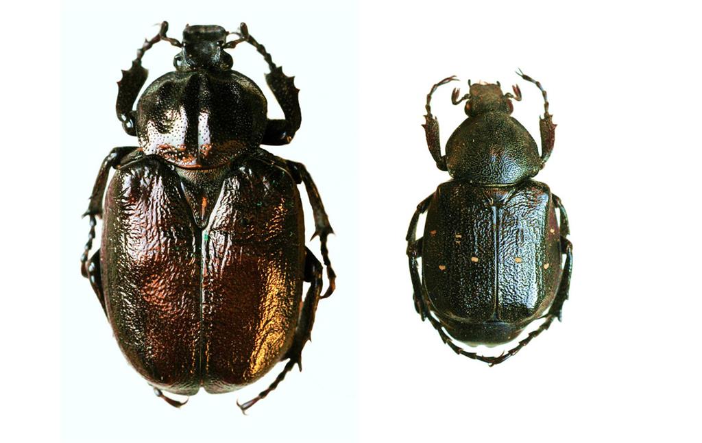 Zwei der am Standort Leucht bei Issum in den Kopfeichen lebenden Käfer-Arten, links der Eremit (Osmoderma eremita), rechts der Edelscharrkäfer (Gnorimus variabilis) (2012)