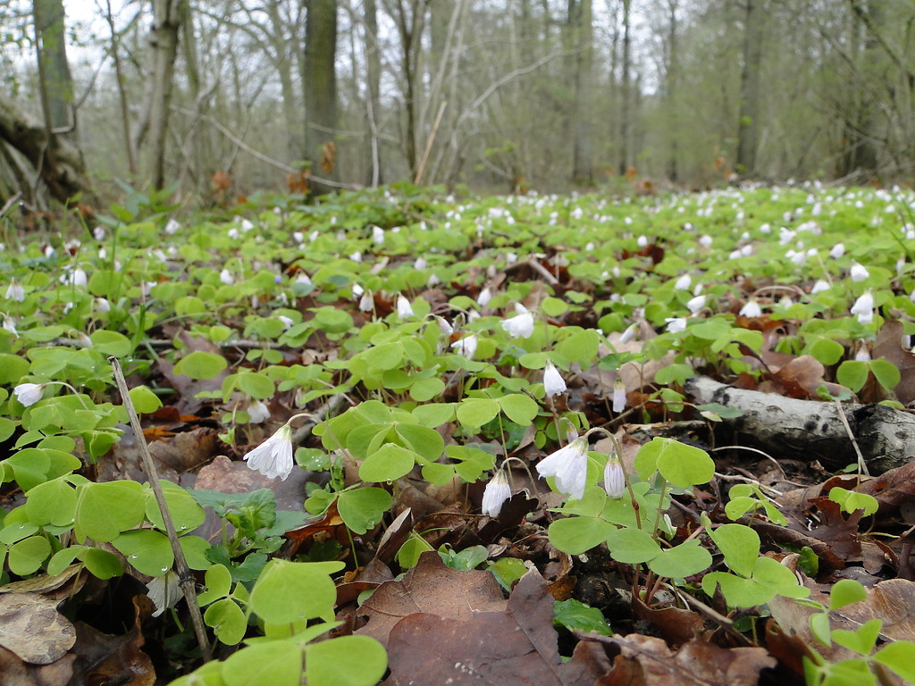Wald-Sauerklee (Oxalis acetosella) bildet im Frühjahr eine dichte Krautschicht in einem Laubwald (2012)